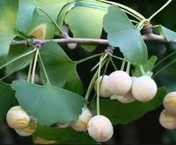 Green Tea — folhas e chá em xícara